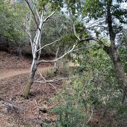 Overlook Trail