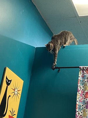 Catnip Cat Cafe by null