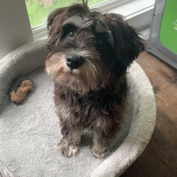 Jessie's Happy Tails