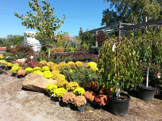 Jerry's Nursery & Landscaping by null