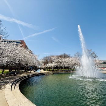Big Spring Park - Spring Cherry Blossoms 3/23/25 - Parks Near Me - Huntsville, Alabama Big Spring Park - Spring Cherry Blossoms 3/23/25 - Parks Near Me - Huntsville, Alabama