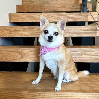 Paws Pet Grooming - Fresh and clean! - Pet Groomers Near Me - Tampa, Florida
