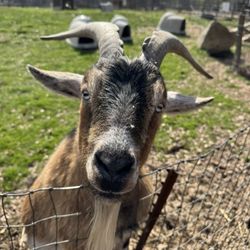Bella Luna - GOAT