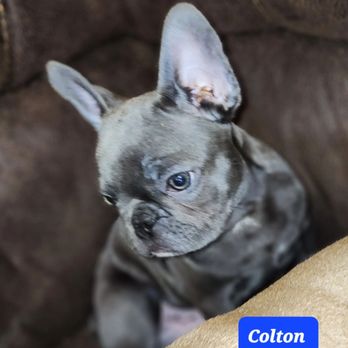 Bulldogbliss - Pet Breeders Near Me - Alma, Arkansas Bulldogbliss - Pet Breeders Near Me - Alma, Arkansas