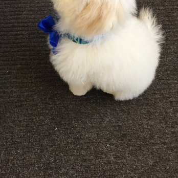 A Pet Affaire - Pet Groomers Near Me - Oxnard, California A Pet Affaire - Pet Groomers Near Me - Oxnard, California
