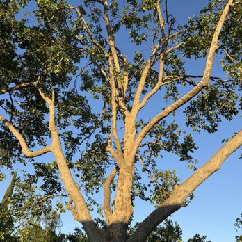All Terrain Tree Service - Tree Services Near Me - Sacramento, California
