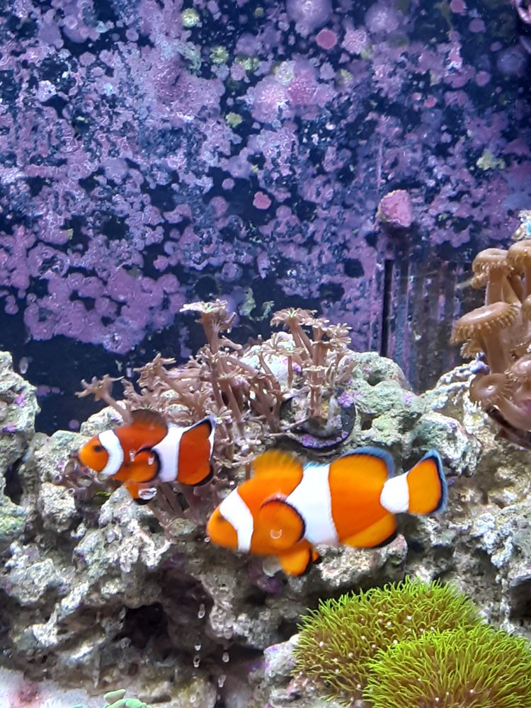 THE REEF GALLERY Updated September 2024 22412 Perry Hwy, Zelienople, Pennsylvania Aquarium