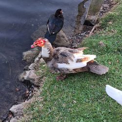Chisholm Park - Birds