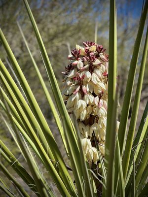 Tohono Chul | Gardens, Galleries, and Bistro by null