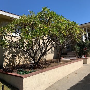 Grow Control Landscape - Front garden bed and plumeria trees after the clean up - Landscaping Near Me