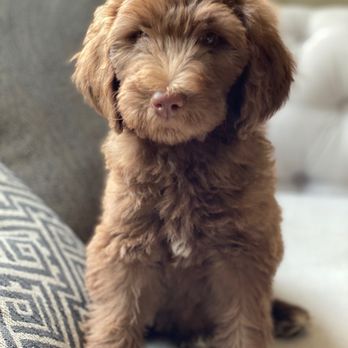 California Goldendoodle - Look how pretty she is :) - Pet Breeders Near Me