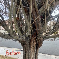 Monster Tree Service of Greater Reno - Before (previous owner apparently never had the tree pruned/maintained)