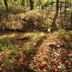 Thatcher Woods Forest Preserve - The fall colors and the creek.