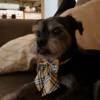 Kira Pet Cuts - Harley with his bow after being groomed by Kira - Pet Groomers Near Me - Chicago, Illinois