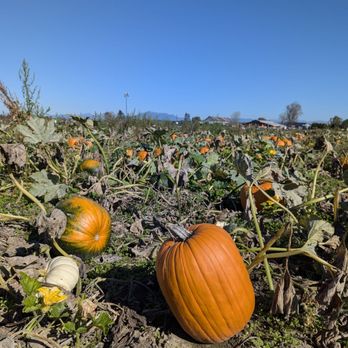 Thomas Family Farm - Pumpkins - Attraction Farms Near Me - Snohomish, Washington Thomas Family Farm - Pumpkins - Attraction Farms Near Me - Snohomish, Washington
