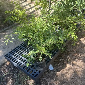 Fanick's Garden Center - Barbados cherry tree - Nurseries & Gardening Near Me - San Antonio, Texas