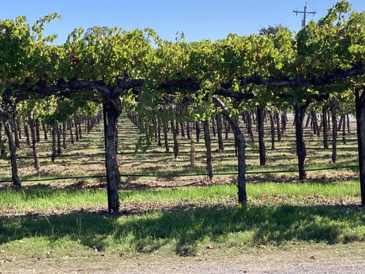 Pushpak Wine Country Tours by null