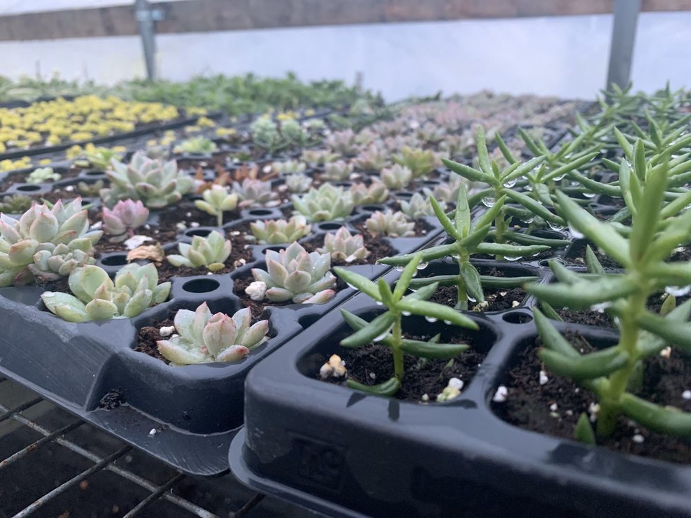 DC FARMS & GREENHOUSE Nurseries & Gardening 7815 Gratiot Ave