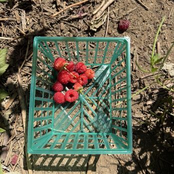 Snow-Line Orchard - tiny berries - Fruits & Veggies Near Me - Oak Glen, California Snow-Line Orchard - tiny berries - Fruits & Veggies Near Me - Oak Glen, California
