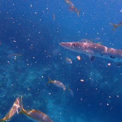 Bluewater Divers - Barracuda chasing yellowfin snappers