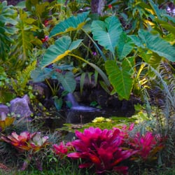 Jason's Watergardens - Water garden at dusk.