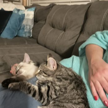 FRIENDS OF UPLAND ANIMAL SHELTER - Updated December 2024 - 64 Photos