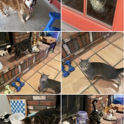 Fetch! Pet Care - sample of photos sent twice daily. Don't they look happy?!
