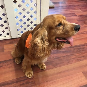 Orange Grooming - Pet Groomers Near Me - Miami, Florida Orange Grooming - Pet Groomers Near Me - Miami, Florida
