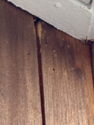 Dreyer Exterminating