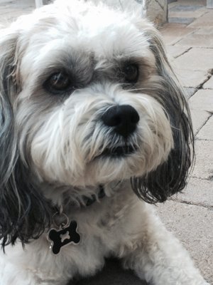 posh pooches walking dog