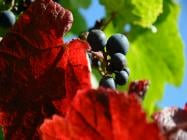 Bolney Wine Estate by null