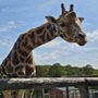 Photo of Hovatters Wildlife Zoo