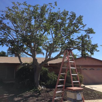 Lucero Tree Service - After - Tree Services Near Me Lucero Tree Service - After - Tree Services Near Me