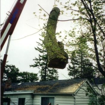 Four Seasons Tree Service - Photo - Tree Services Near Me - Kitchener, Ontario Four Seasons Tree Service - Photo - Tree Services Near Me - Kitchener, Ontario