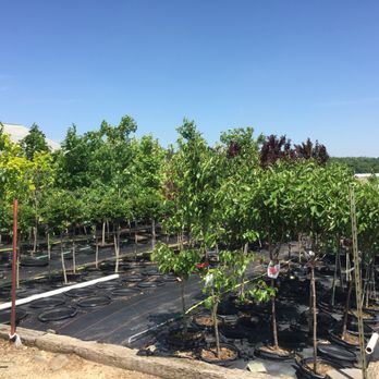 Millers Greenery - Trees - Nurseries & Gardening Near Me - Middlebury, Indiana