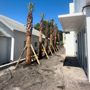 Photo of Lavinscape Trees & Landscaping