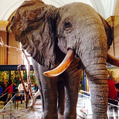 Royal Museum for Central Africa by null