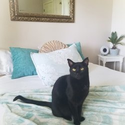 oakcrest pet cemetery