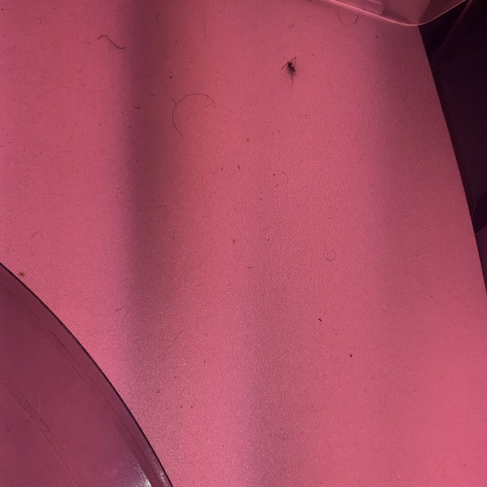 Dead bug and hairs Dead bug and hairs