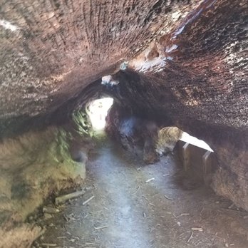 Calaveras Big Trees State Park - You can walk through this burned out tree. Very cool! - Parks Near Me - Arnold, California Calaveras Big Trees State Park - You can walk through this burned out tree. Very cool! - Parks Near Me - Arnold, California