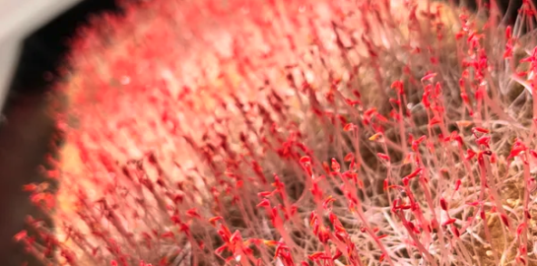 Vigreen - beekeeping in New York, NY
