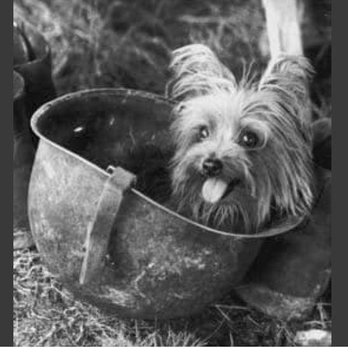 Beverly Hills Dog - Pet Boarding Near Me - Sarasota, Florida Beverly Hills Dog - Pet Boarding Near Me - Sarasota, Florida