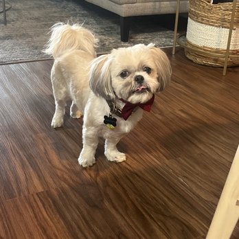 Professional Dog Mobile Grooming - Ernesto, is amazing. He is not only professional, fast but snoopy seemed to love him which is so comforting. I absolutely recommended him. - Pet Groomers Near Me Professional Dog Mobile Grooming - Ernesto, is amazing. He is not only professional, fast but snoopy seemed to love him which is so comforting. I absolutely recommended him. - Pet Groomers Near Me