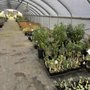 Photo of Out in the Garden Nursery