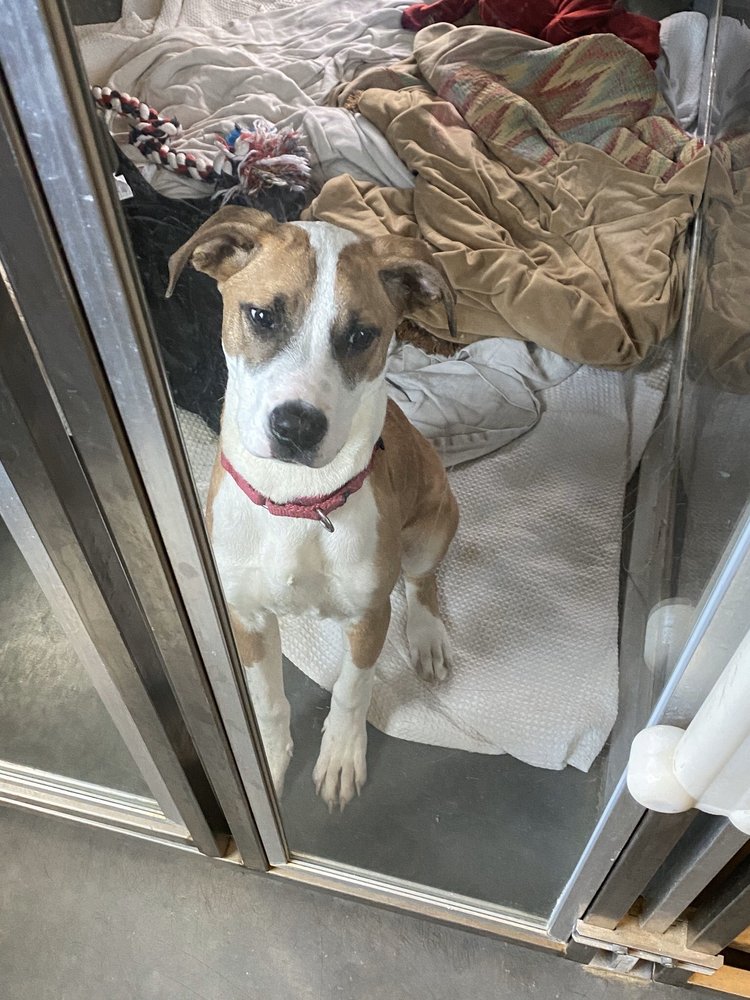 National Humane Society - pet boarding facility in Newark, DE