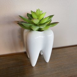 Celebration Dental Group - Decoration kind cute