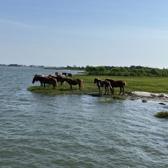 Assateague Adventure - Boating Near Me - Ocean City, Maryland Assateague Adventure - Boating Near Me - Ocean City, Maryland