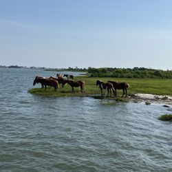 Assateague Adventure