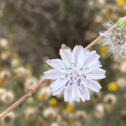 Los Cerritos Wetlands - Tiny plants!