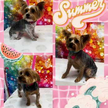 Paradise Pet Spaw - Pet Groomers Near Me - Corpus Christi, Texas Paradise Pet Spaw - Pet Groomers Near Me - Corpus Christi, Texas